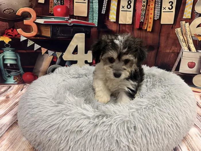 Male Yochon puppy named Steven for sale at Puppy City Winchester.