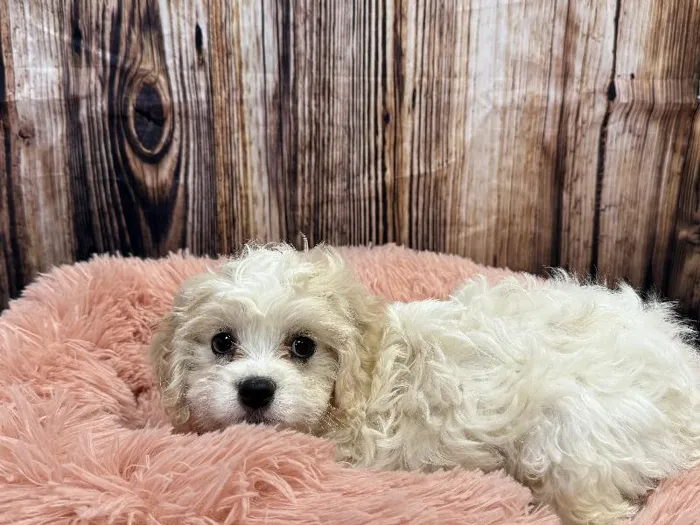Female Cavachon puppy named Harper for sale at Puppy City Winchester.