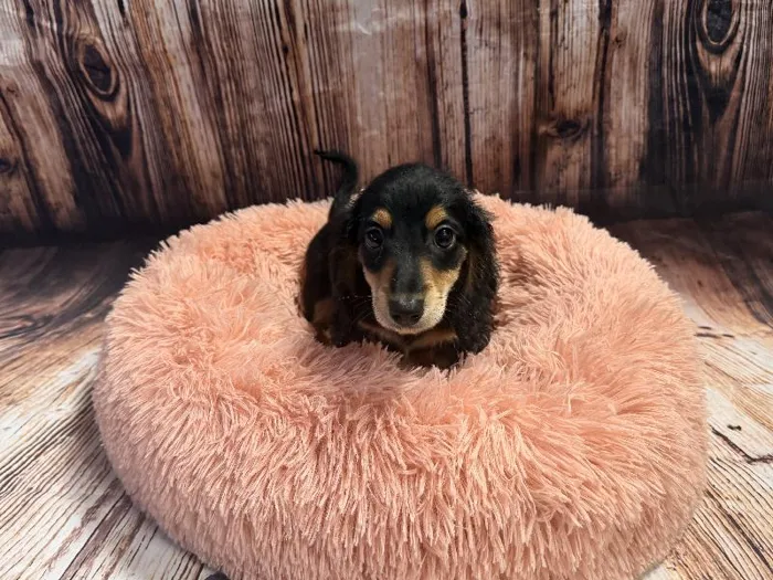 Male Mini Dachshund puppy named Rover for sale at Puppy City Winchester.