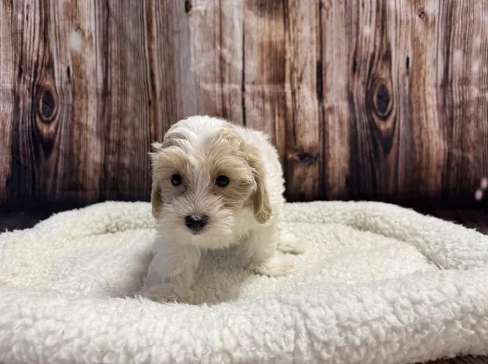 Male Maltipoo puppy named Tator for sale at Puppy City Winchester.