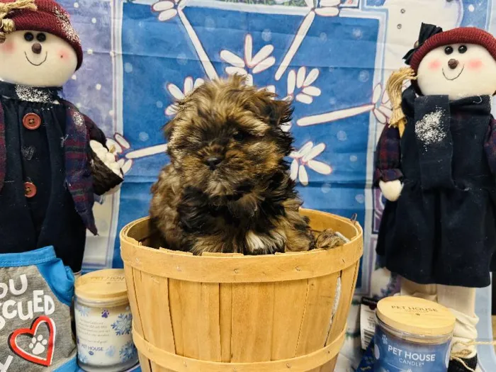 Male Shorkie Puppy for Sale in Winchester, VA