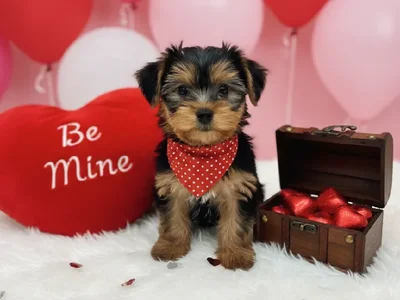 Male Havashire Puppy for Sale in Winchester, VA