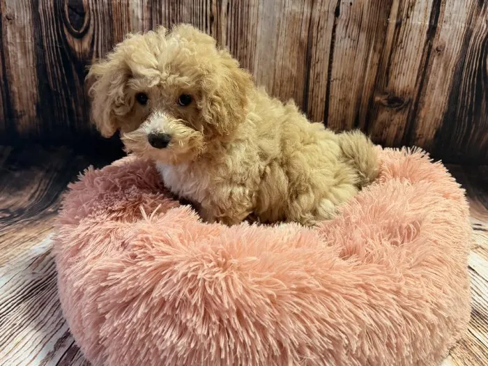 Male Bichon Poo puppy named Fisher for sale at Puppy City Winchester.