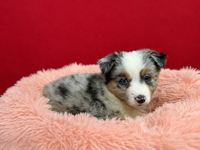 Female Miniature American Shepherd puppy named Nala for sale at Puppy City Winchester.