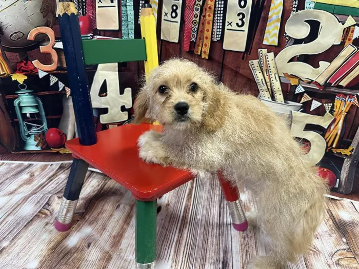 Female Cavachon puppy named Sandra for sale at Puppy City Winchester.