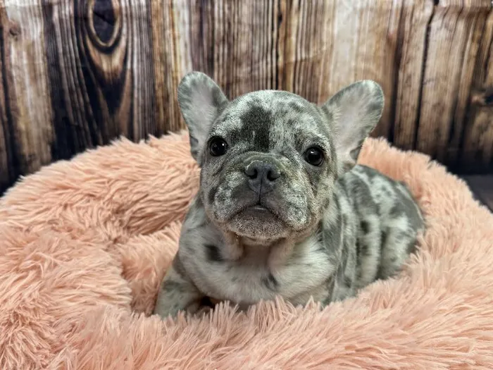 Male French Bulldog puppy named Luxe for sale at Puppy City Winchester.