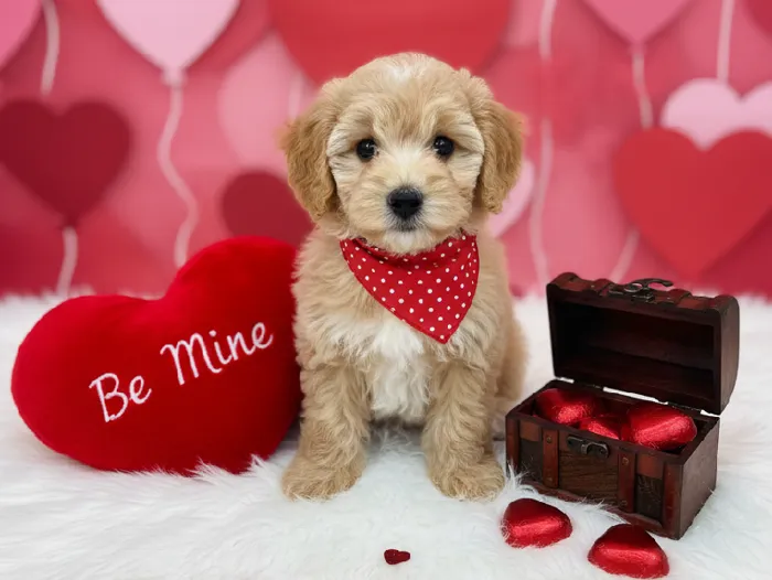 Female Bichon Poo Puppy for Sale in Winchester, VA