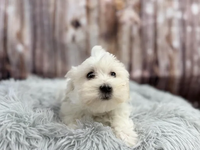 Male Maltese puppy named Lucki for sale at Puppy City Winchester.