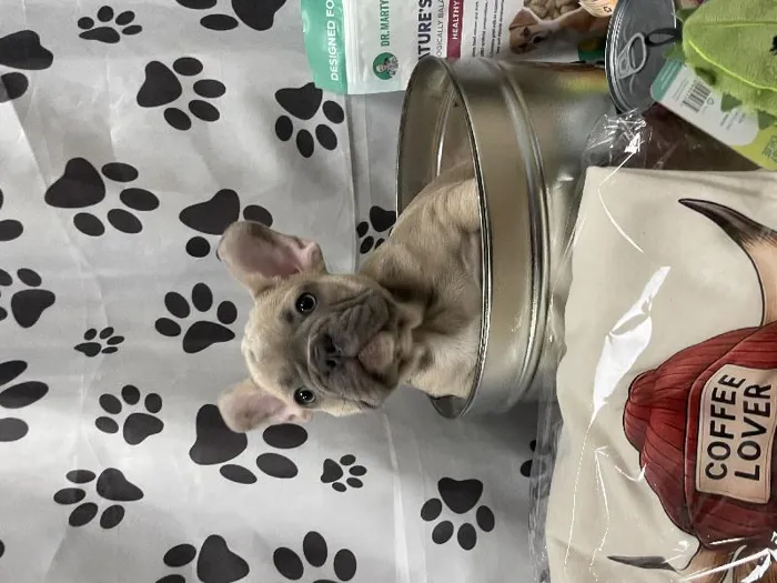 Male French Bulldog Puppy for Sale in Winchester, VA