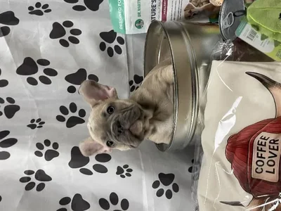 Male French Bulldog Puppy for Sale in Winchester, VA