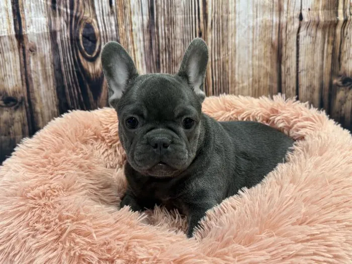 Female French Bulldog puppy named Clover for sale at Puppy City Winchester.