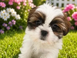 Female Shih Tzu puppy named Sadie for sale at Puppy City Harrisonburg.