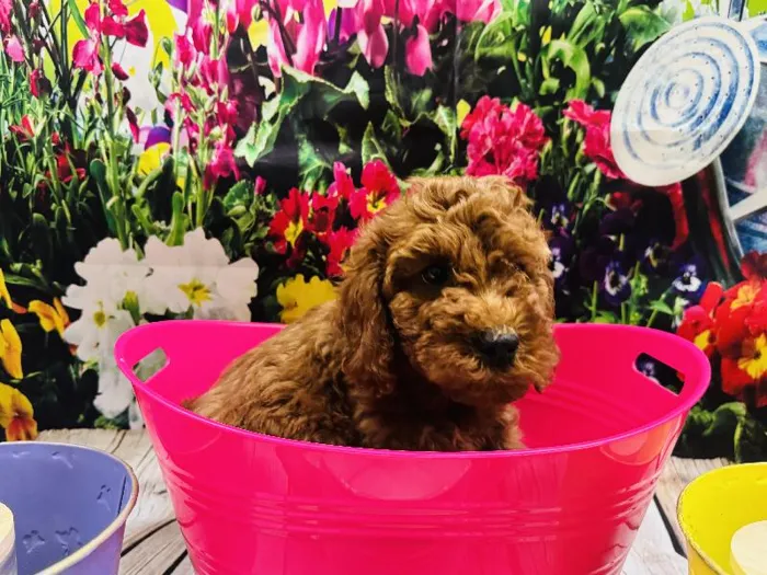 Male Mini Poodle Puppy for Sale in Winchester, VA