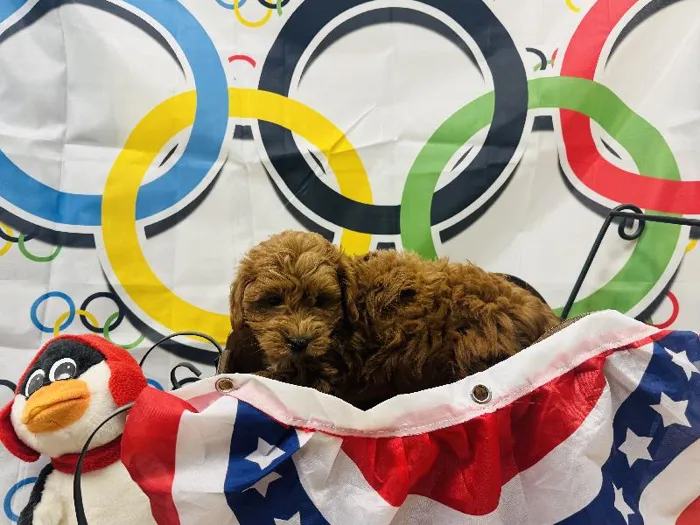 Male Miniature Goldendoodle Puppy for Sale in Harrisonburg, VA