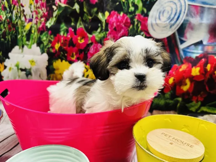 Female Malshi Puppy for Sale in Winchester, VA