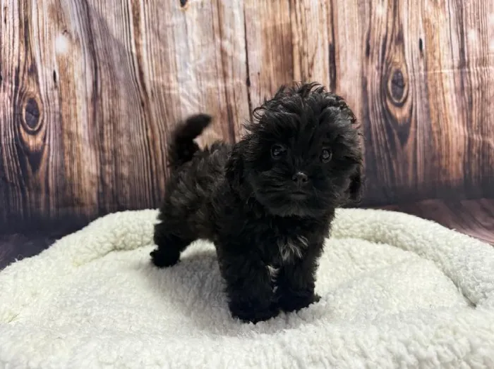 Male Shipoo puppy named Hopper for sale at Puppy City Winchester.