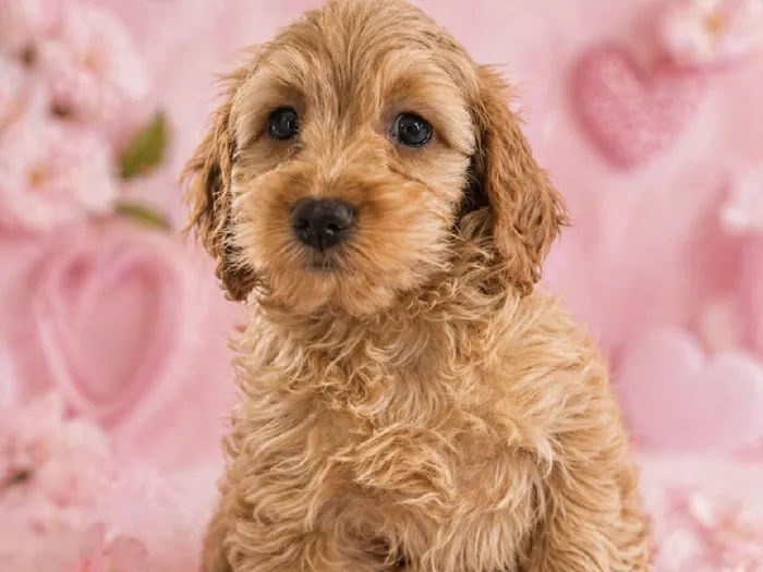Female Cockapoo Puppy for Sale in Winchester, VA