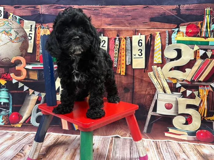 Female Cockapoo puppy named Lila for sale at Puppy City Winchester.