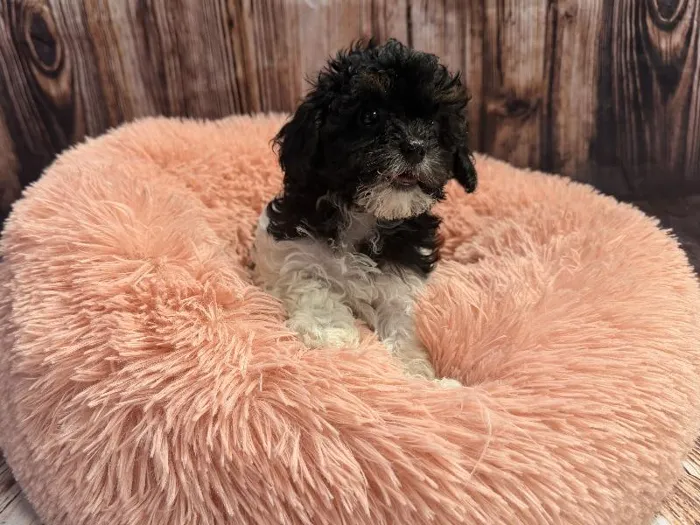 Female Yorkie-Poo puppy named Missy for sale at Puppy City Winchester.