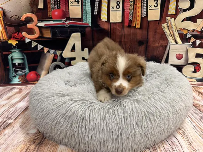 Male Miniature American Shepherd puppy named Kane for sale at Puppy City Winchester.
