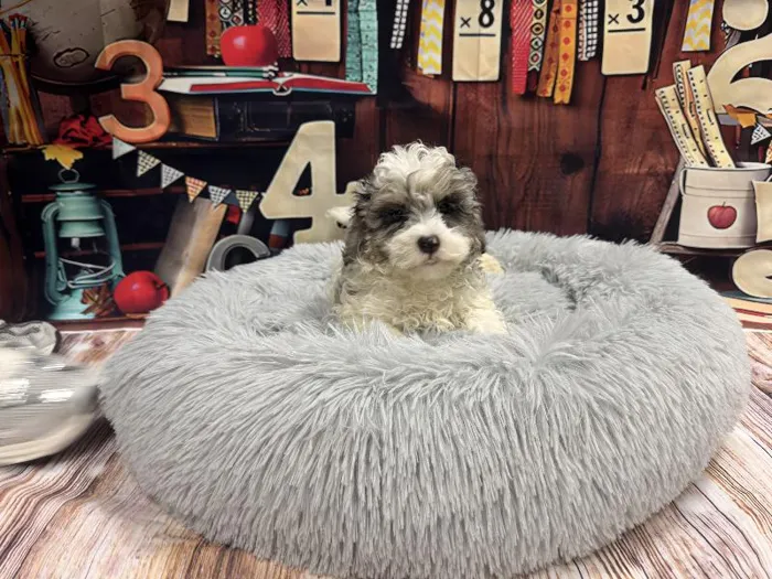 Male Havapoo puppy named Jack for sale at Puppy City Winchester.
