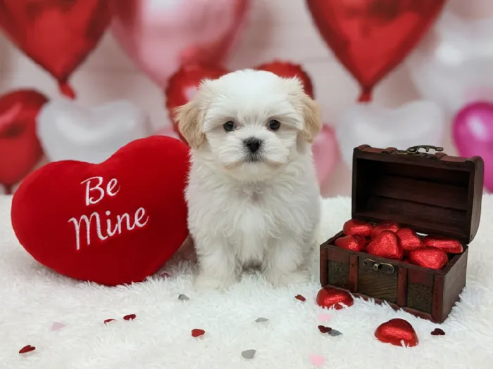 Female Malshi Puppy for Sale in Winchester, VA