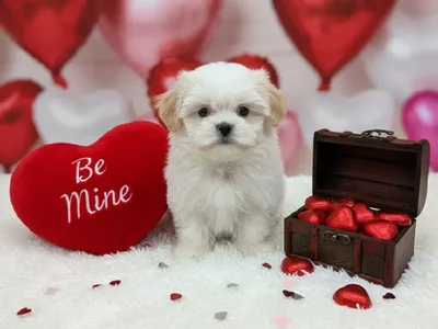 Female Malshi Puppy for Sale in Winchester, VA