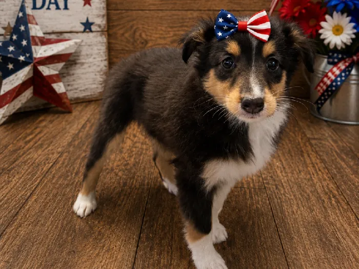 Female Sheltie Puppy for Sale in Winchester, VA