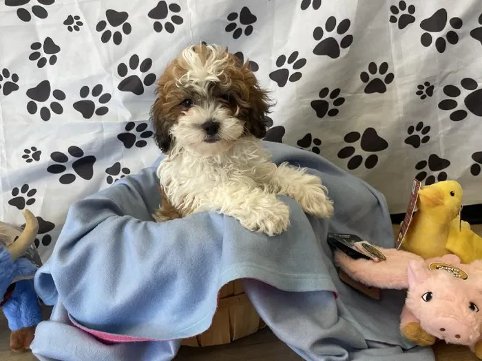 Female Teddy Bear Puppy for Sale in Winchester, VA