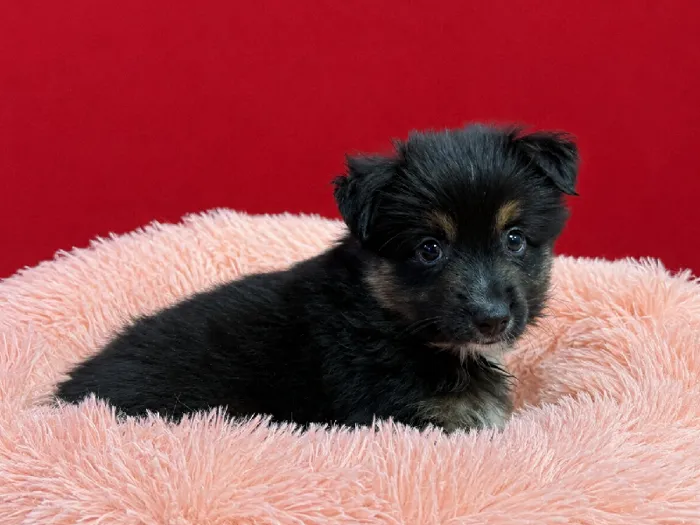 Male Miniature American Shepherd puppy named River for sale at Puppy City Winchester.