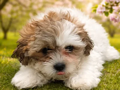 Female Teddy Bear Puppy for Sale in Winchester, VA