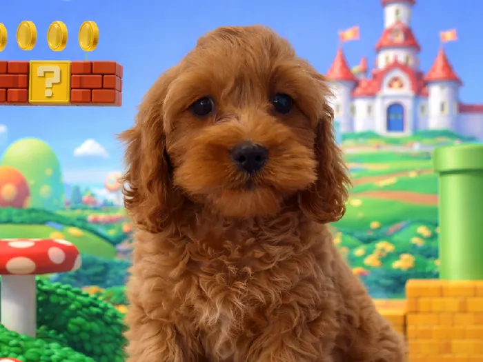 Male Cavapoo Puppy for Sale in Winchester, VA