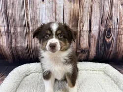 Male Miniature Australian Shepherd puppy named Orion for sale at Puppy City Winchester.
