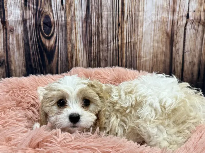 Male Cavachon puppy named Ziggy for sale at Puppy City Winchester.