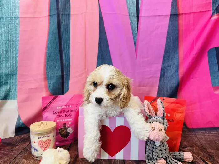 Male Cavachon Puppy for Sale in Winchester, VA
