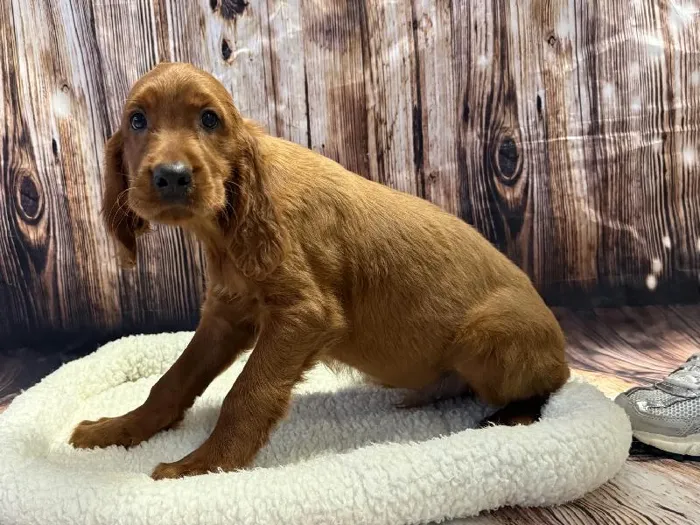 Male Irish Setter puppy named Denali for sale at Puppy City Winchester.