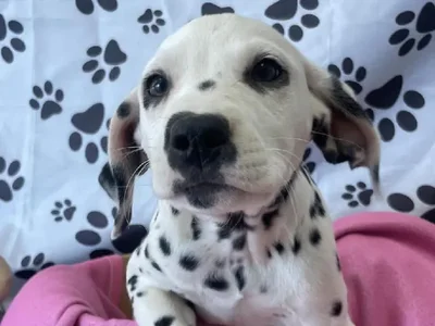 Female Dalmatian Puppy for Sale in Harrisonburg, VA