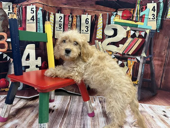 Male Cavachon puppy named Edward for sale at Puppy City Winchester.
