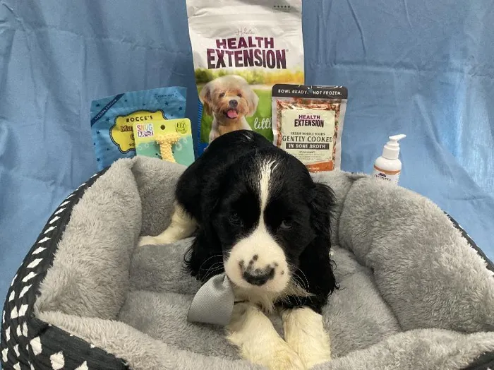 Male Cockalier (Cocker/Cavalier) puppy named David for sale at Puppy City Winchester.