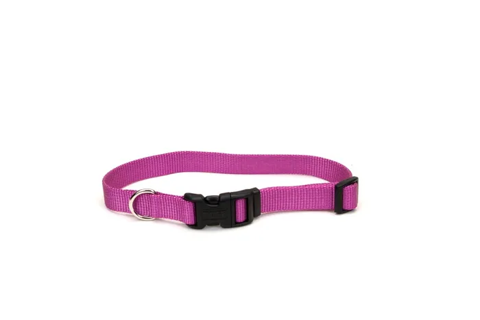 Adjustable Dog Collar With Plastic Buckle, Orchid