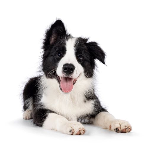 Border Collie puppy lying down with a happy expression