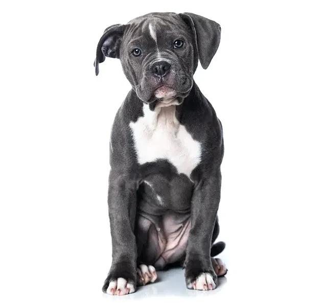 Gray and white puppy sitting and looking at the camera