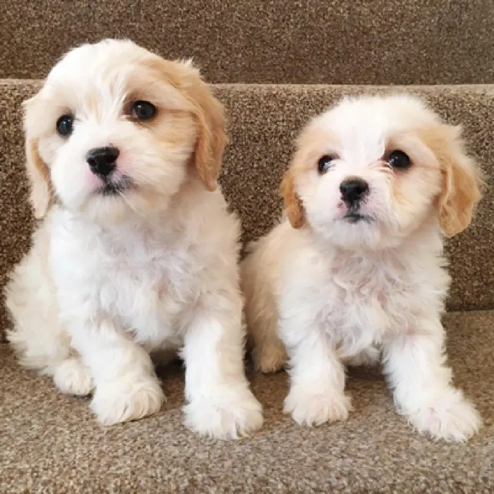 Cavachon Puppies for Sale image