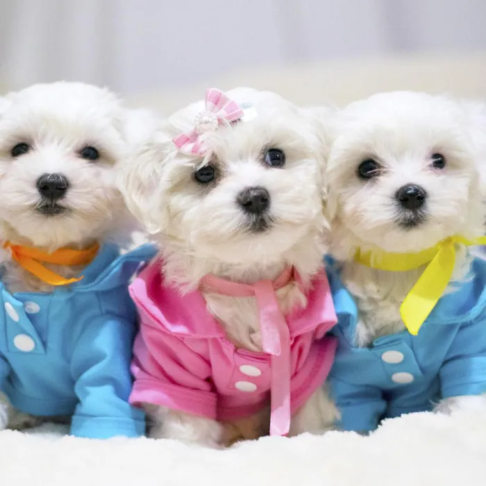 Maltese Puppies for Sale image