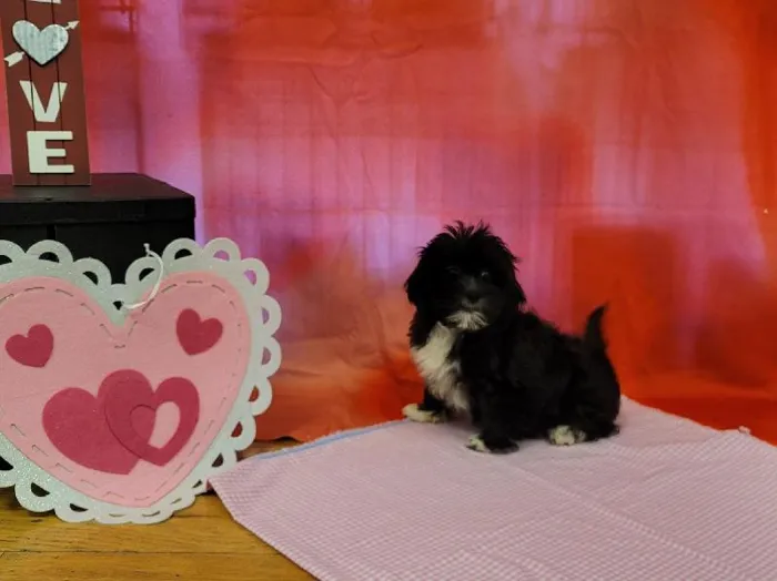 Female Lhasa-Poo Puppy for sale