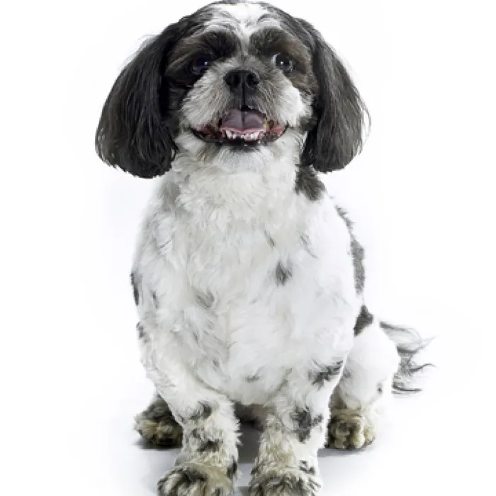 Shipoo Puppies for Sale image