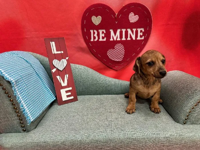 Male Chiweenie (Dachshund/Chihuahua) Puppy for Sale in Winchester, VA