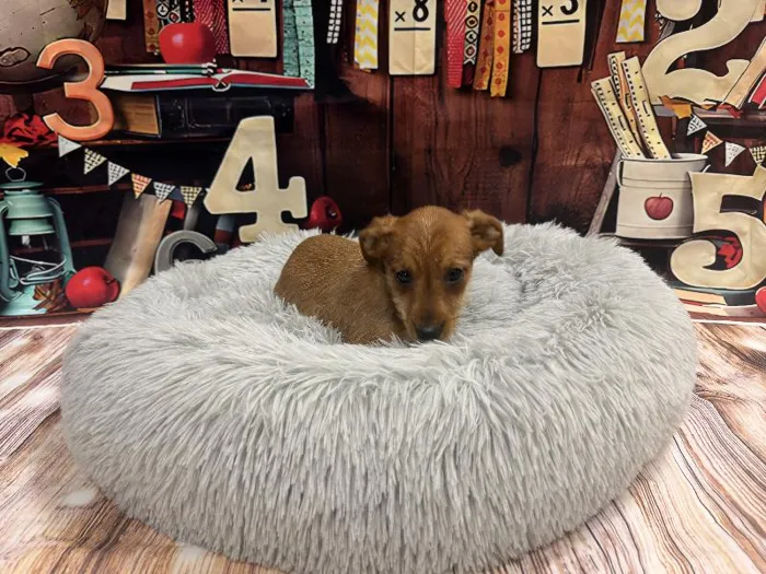 Male Yorkie-Jack Russell Terrier Puppy for Sale in Winchester, VA image