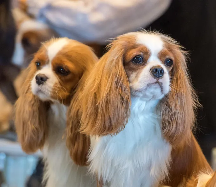 Cavalier King Charles Spaniel Puppies for Sale image