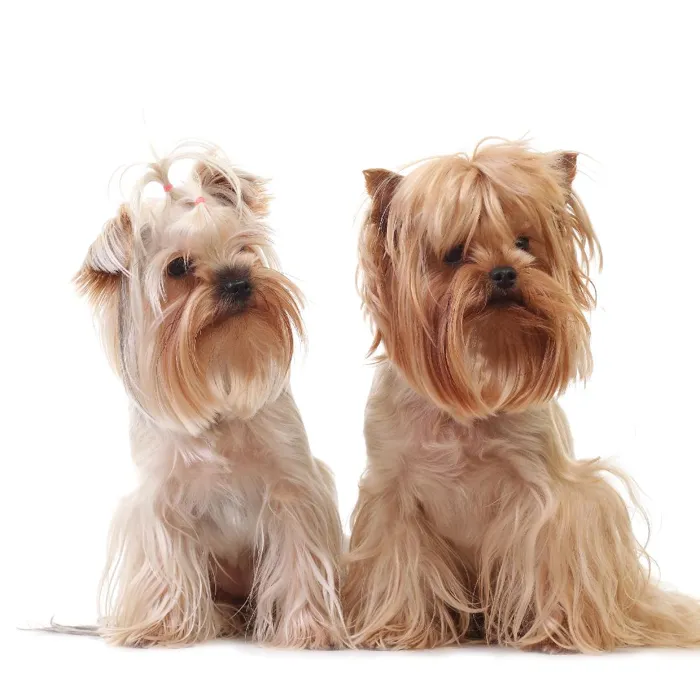 Yorkie Puppies for Sale image